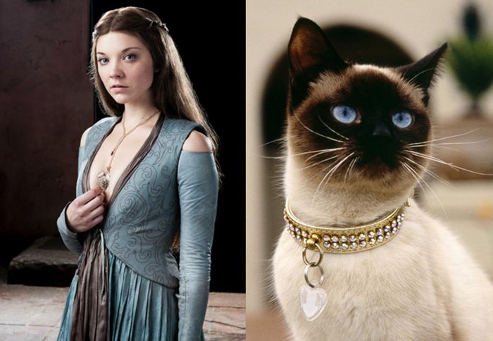 Game of Cats (18 pics)