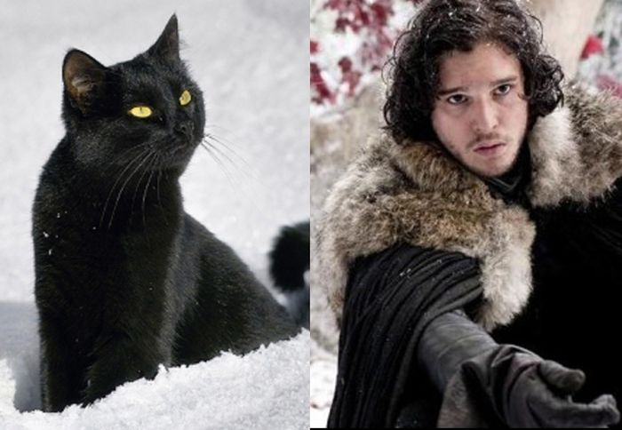 Game of Cats (18 pics)