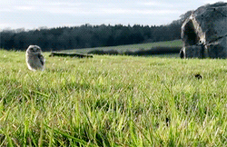 Acid Gifdump, March 18, 2013 (25 gifs)