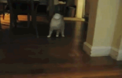 Acid Gifdump, March 18, 2013 (25 gifs)