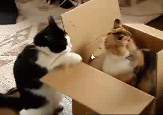 Acid Gifdump, March 18, 2013 (25 gifs)