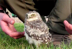 Acid Gifdump, March 18, 2013 (25 gifs)