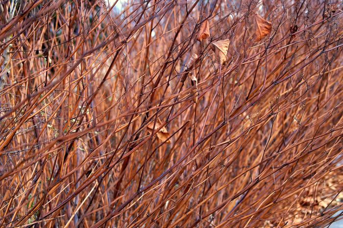 Repetitive Photos (58 pics)