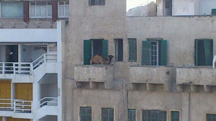 WTF Pictures (50 pics)
