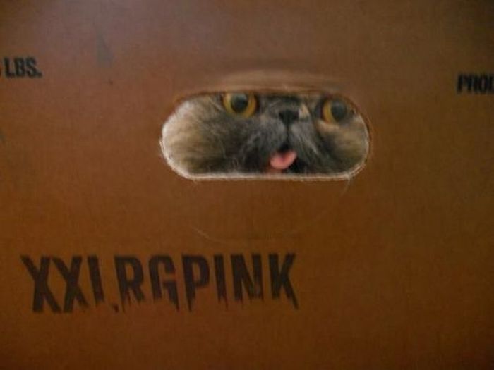 Acid Picdump (128 pics)