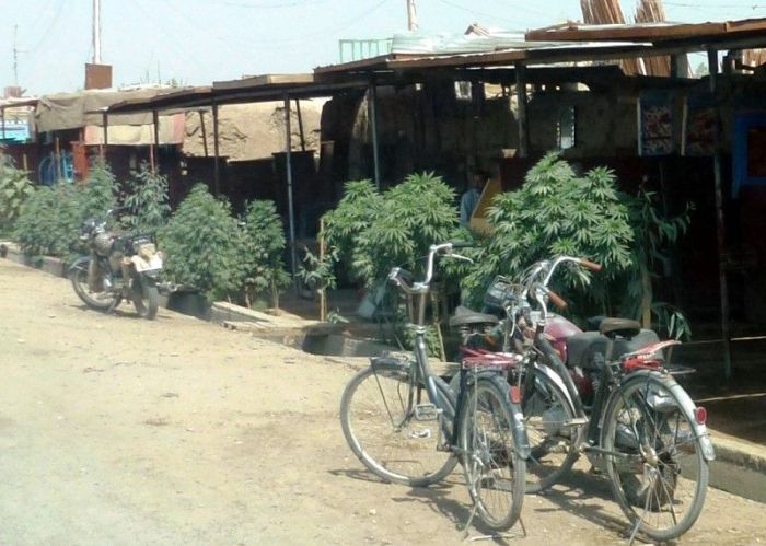 Cannabis in the Streets of Afghanistan (3 pics)