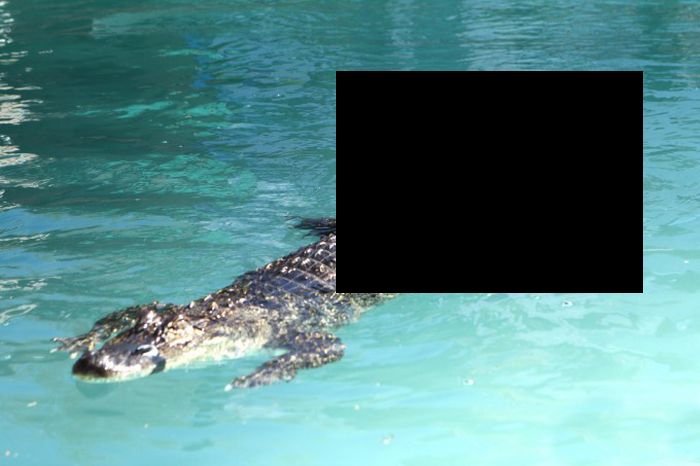 Prosthesis for Alligator (6 pics)