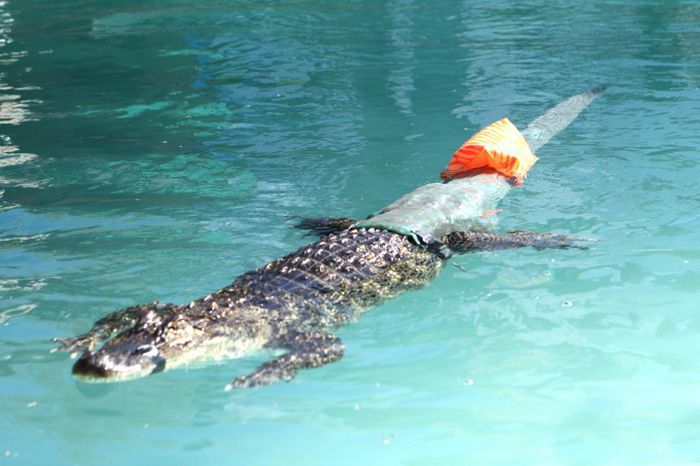Prosthesis for Alligator (6 pics)