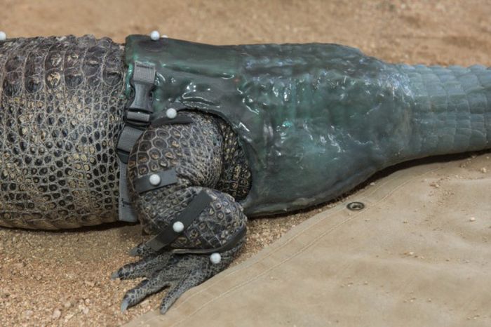 Prosthesis for Alligator (6 pics)