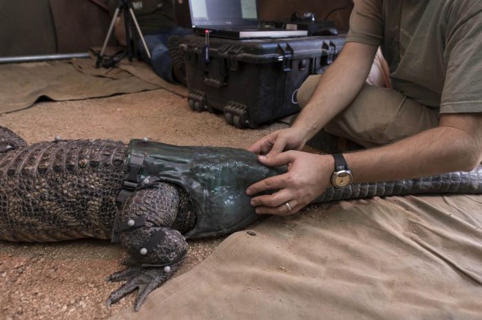 Prosthesis for Alligator (6 pics)