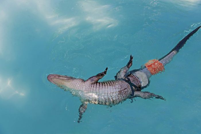 Prosthesis for Alligator (6 pics)
