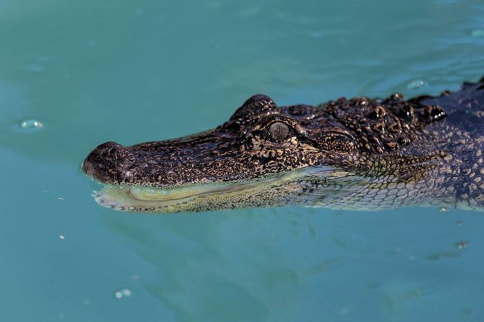 Prosthesis for Alligator (6 pics)