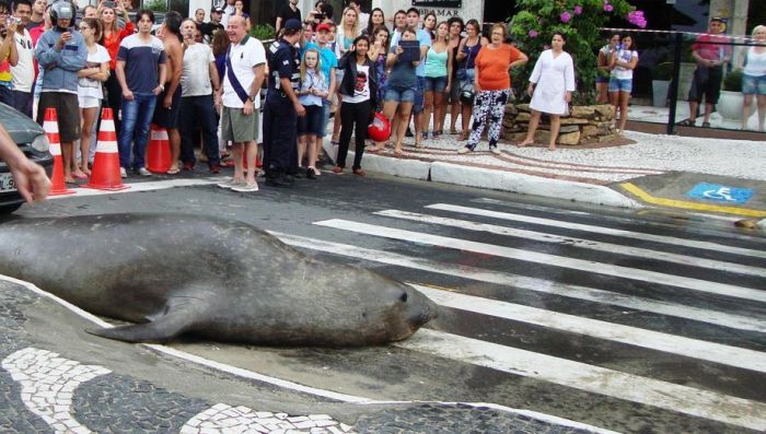 Sea Lion in the City (5 pics)