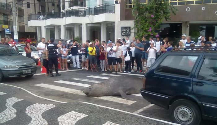 Sea Lion in the City (5 pics)