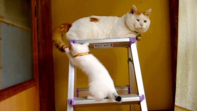 Animal Parents and Their Kids (35 pics)