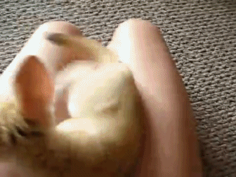 ANIMAL GIFS & PIC 1 -  3 pages Gifs_21
