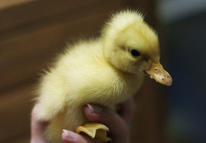 Birth of a Duckling (5 pics)