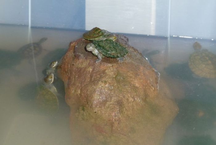 Turtle Rescue (11 pics)