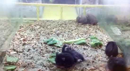 Funny Hamster Harlem Shake