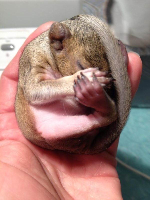 Baby Squirrel Zip Day 1 thru Week 5 (6 pics)