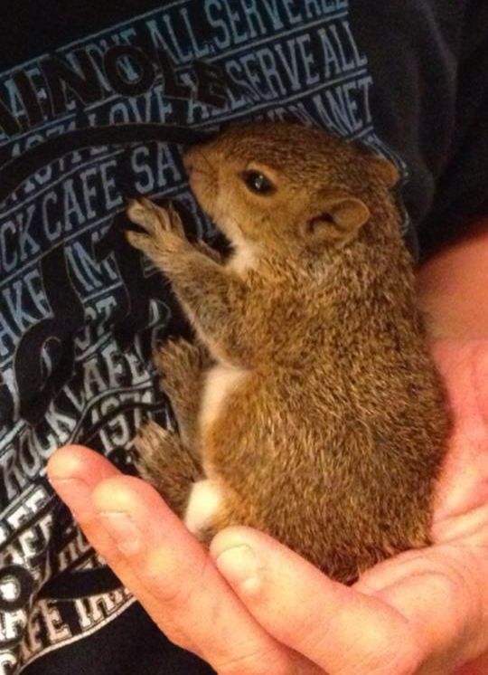 Baby Squirrel Zip Day 1 thru Week 5 (6 pics)