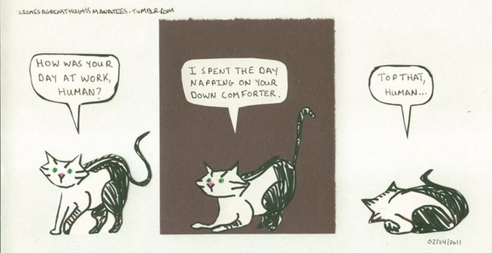 Cat Comics (33 pics)