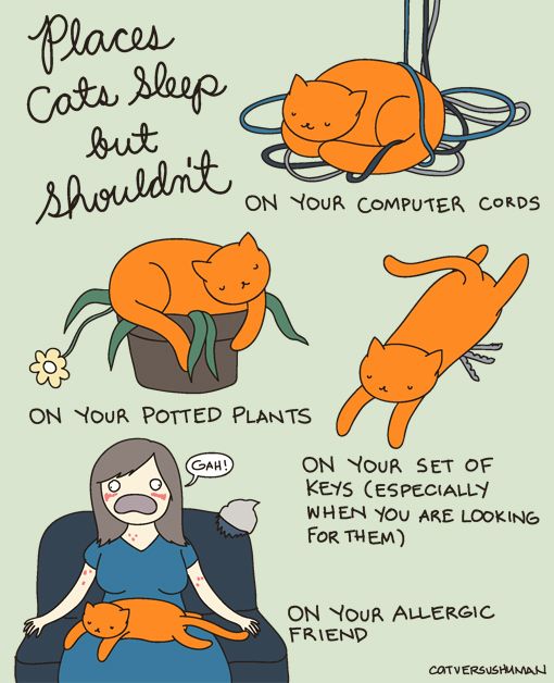 Cat Comics (33 pics)