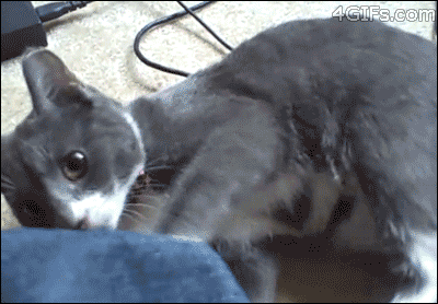 Flawless Cattacks (21 gifs)
