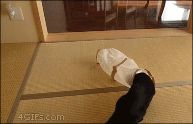 Flawless Cattacks (21 gifs)