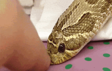 Acid Gifdump, March 29, 2013 (25 gifs)