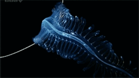 Acid Gifdump, March 29, 2013 (25 gifs)