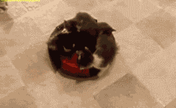 Acid Gifdump, March 29, 2013 (25 gifs)