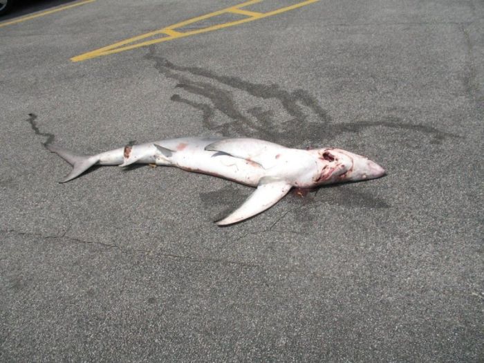 Shark Fell Down from the Sky (6 pics)