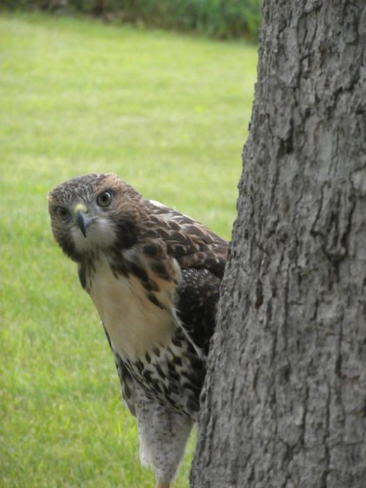 Ellis the Hawk (15 pics)