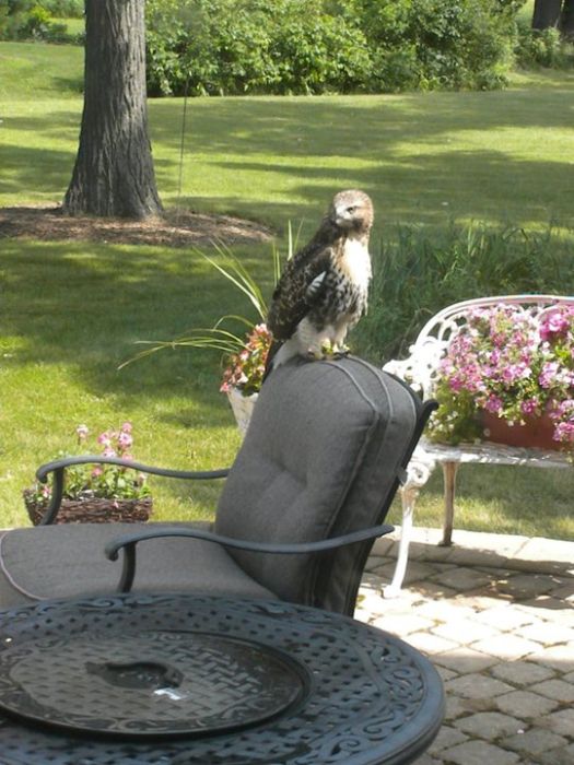 Ellis the Hawk (15 pics)