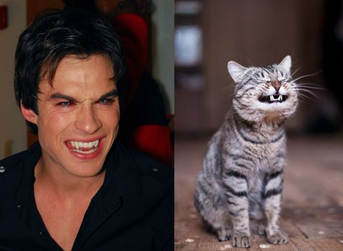 Hot Men And Their Feline Counterparts (67 pics)