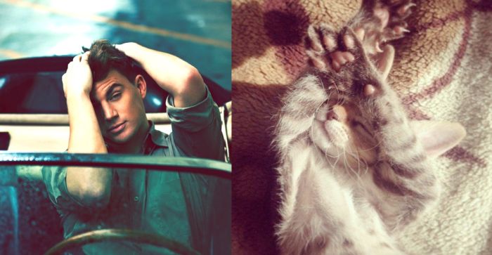 Hot Men And Their Feline Counterparts (67 pics)