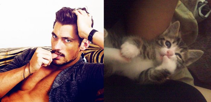 Hot Men And Their Feline Counterparts (67 pics)