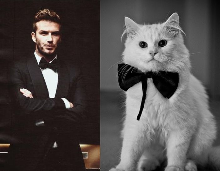 Hot Men And Their Feline Counterparts (67 pics)