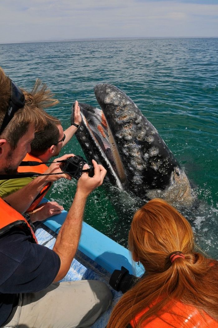How to Kiss a Whale (21 pics + video)