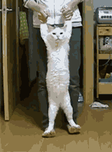 Acid Gifdump (25 gifs)