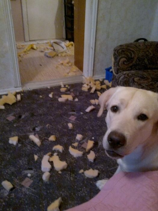Puppies  Destroy Home (14 pics)