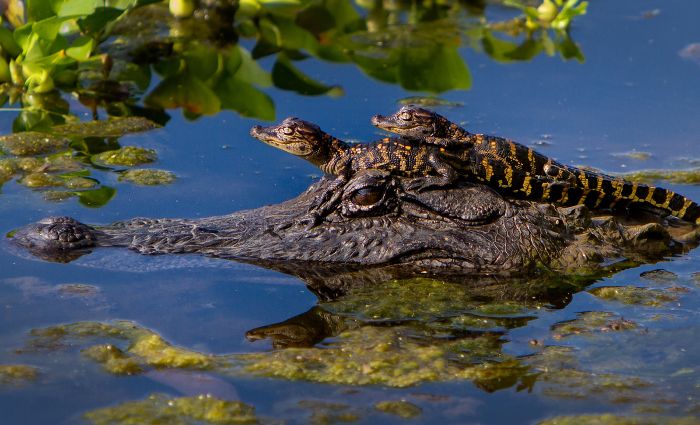 Animal Photos (39 pics)