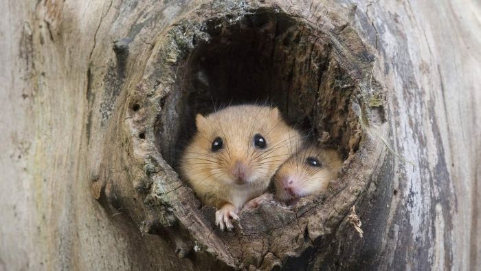 Animal Photos (39 pics)