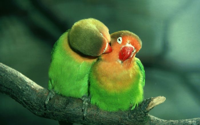 Animal Photos (39 pics)