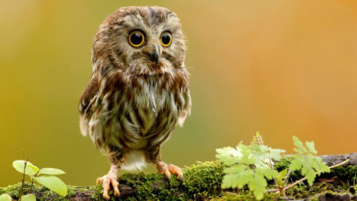 Animal Photos (39 pics)