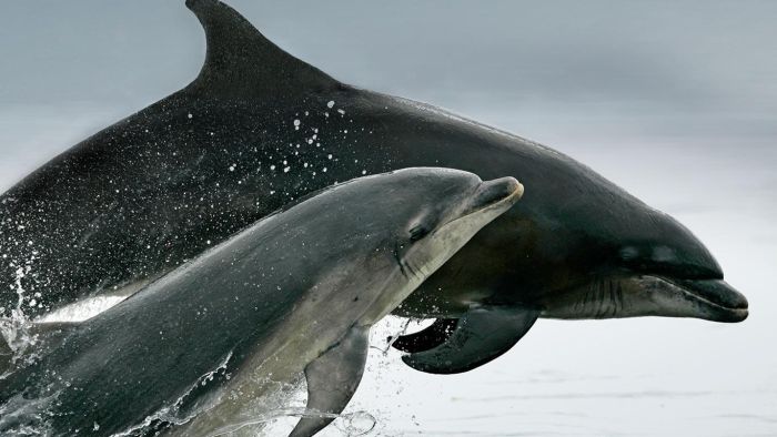 Animal Photos (39 pics)