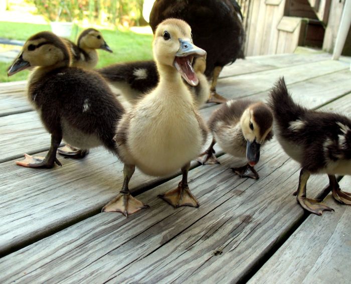 Animal Photos (39 pics)