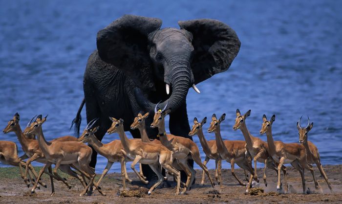Animal Photos (39 pics)
