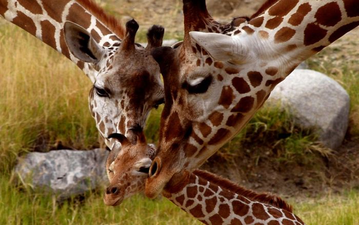 Animal Photos (39 pics)
